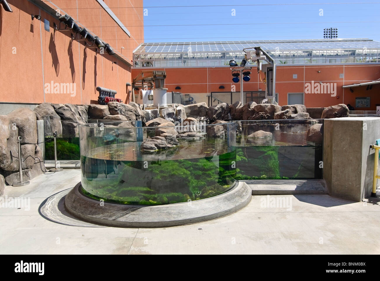 Foresta di Kelp presentano al California Science Center di nuovi ecosistemi ala. Foto Stock