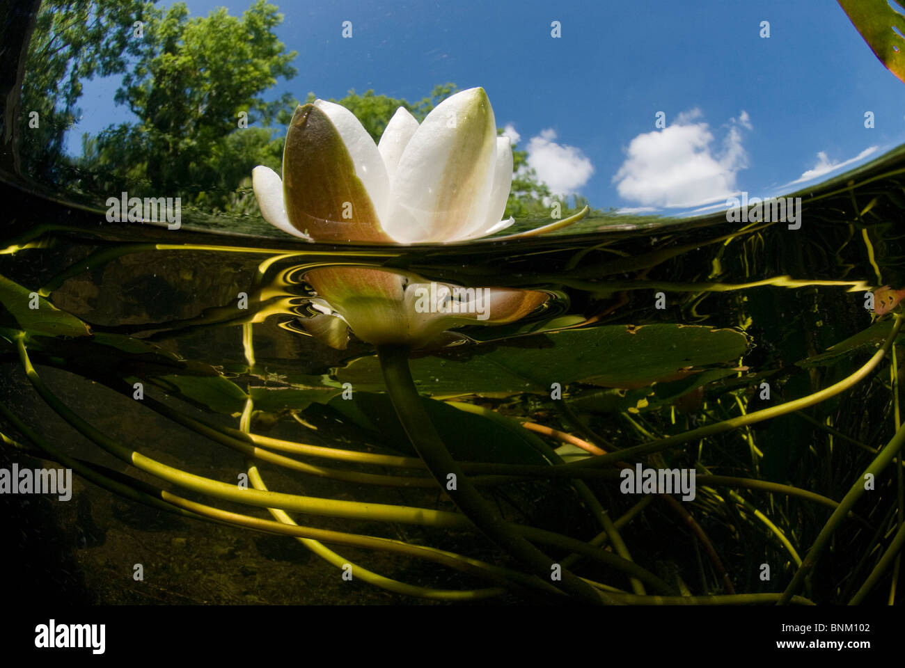 Subacquea, Bosherston stagni di fior di loto, Stackpole Riserva Naturale Nazionale, Pembrokeshire, Wales, Regno Unito, Europa Foto Stock