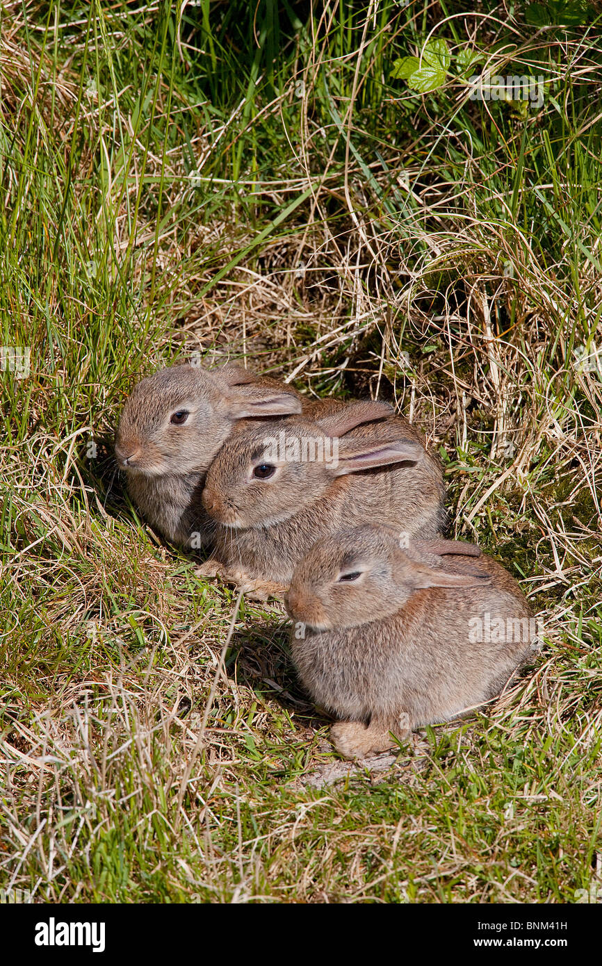 Coniglio europeo tre cuccioli erba / oryctolagus cuniculus Foto Stock