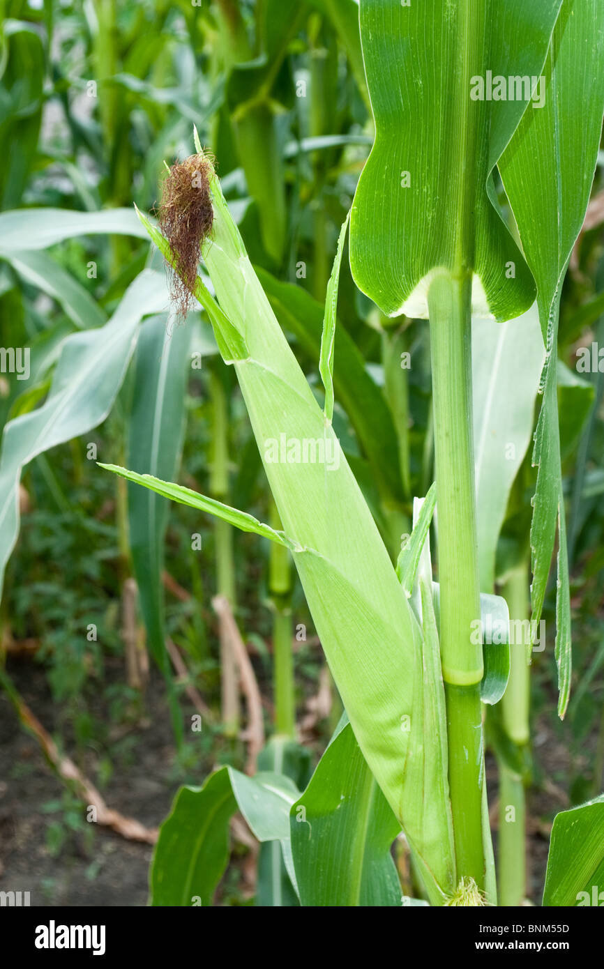 Primo piano di aspetto fresco piante di mais con ricco raccolto Foto Stock