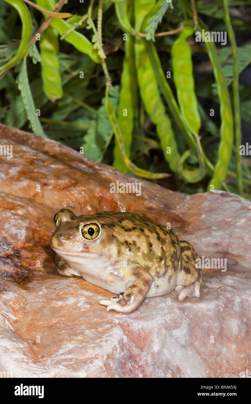 Il lettino Spadefoot Toad Foto Stock