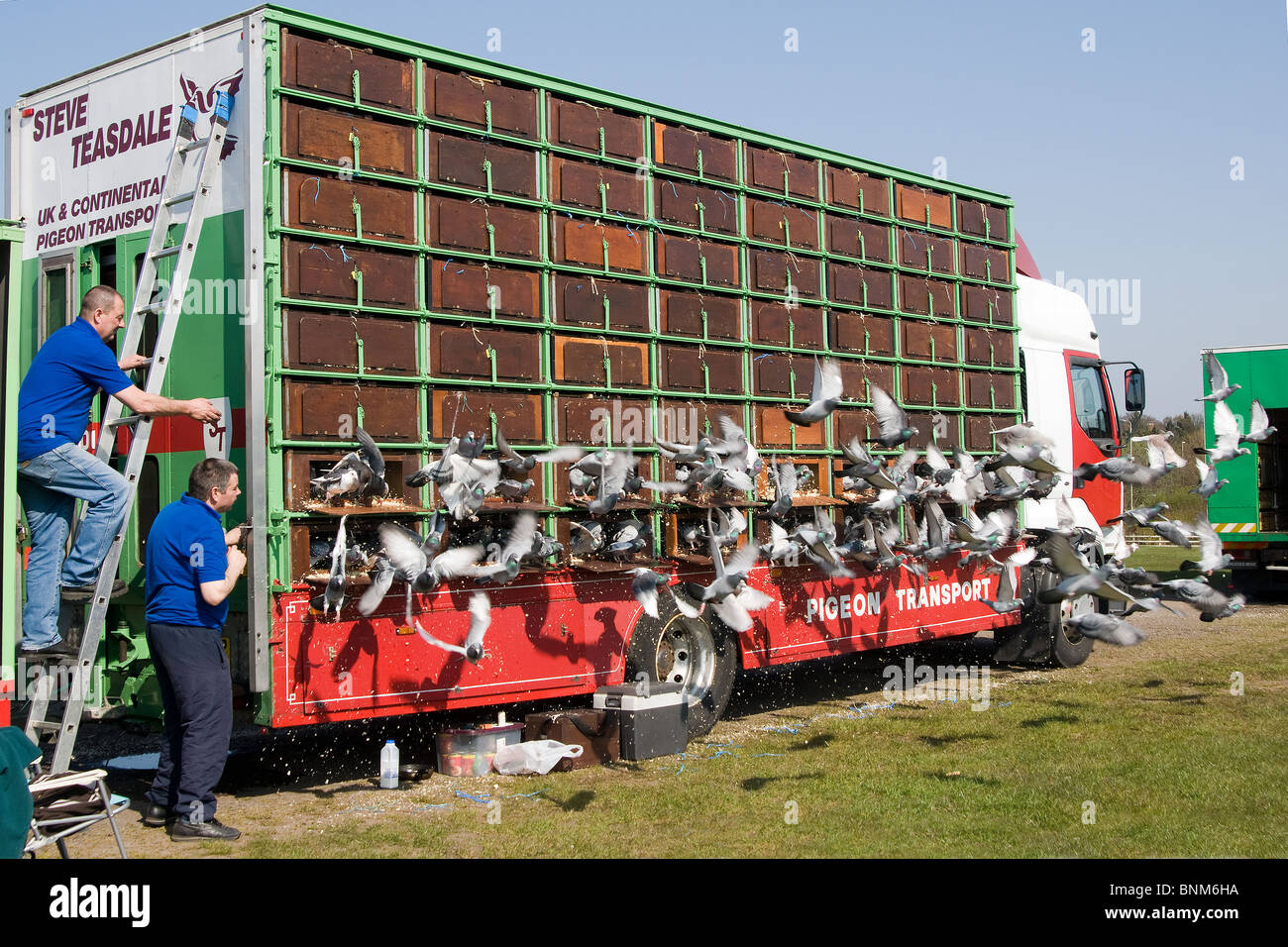 Pigeon Racing Start della corsa di apertura allentare il trasporto trap Foto Stock