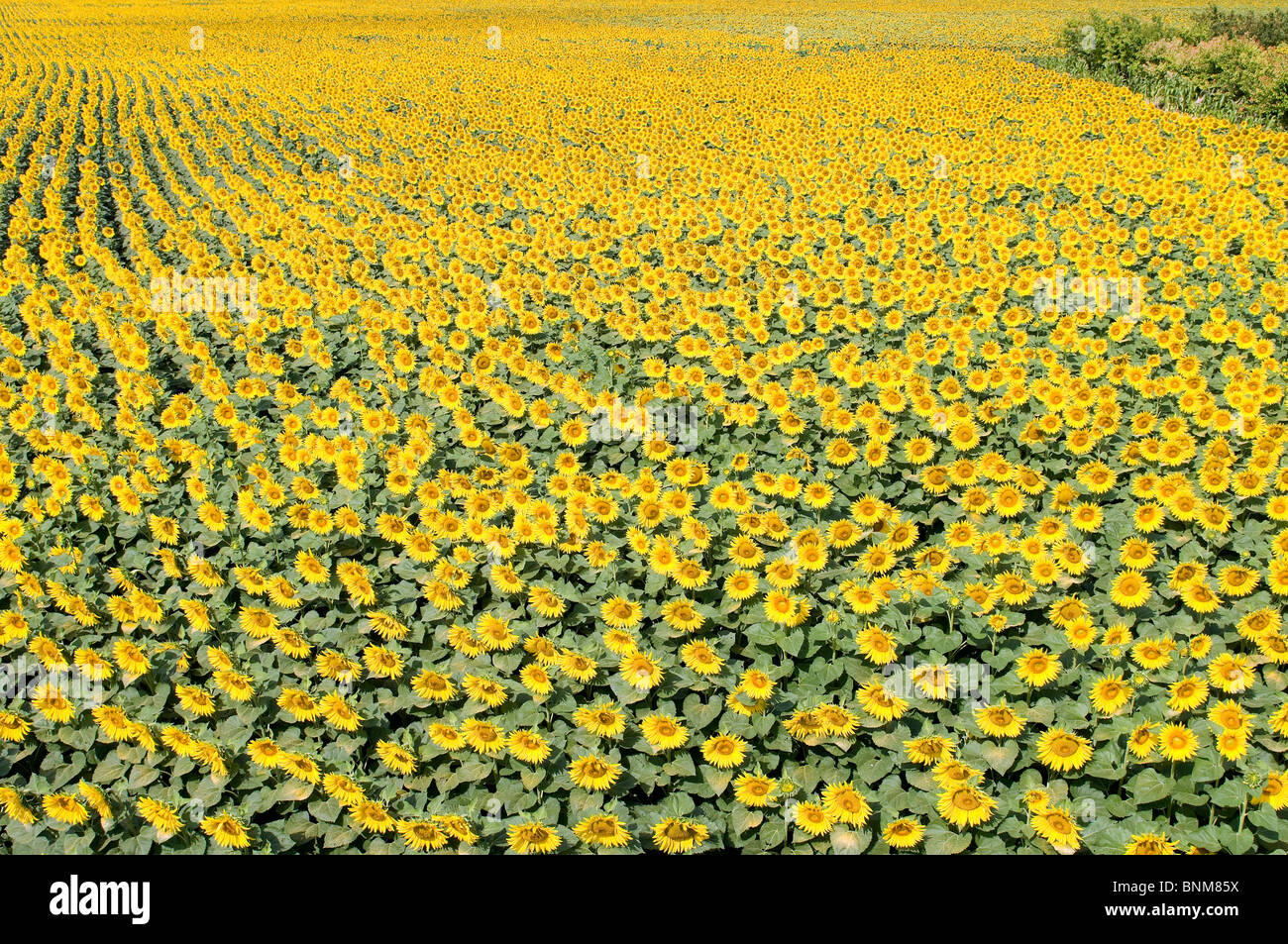 Paesaggio campo di girasoli molti fiori giallo natura piante Helianthus annuus l'agricoltura Foto Stock