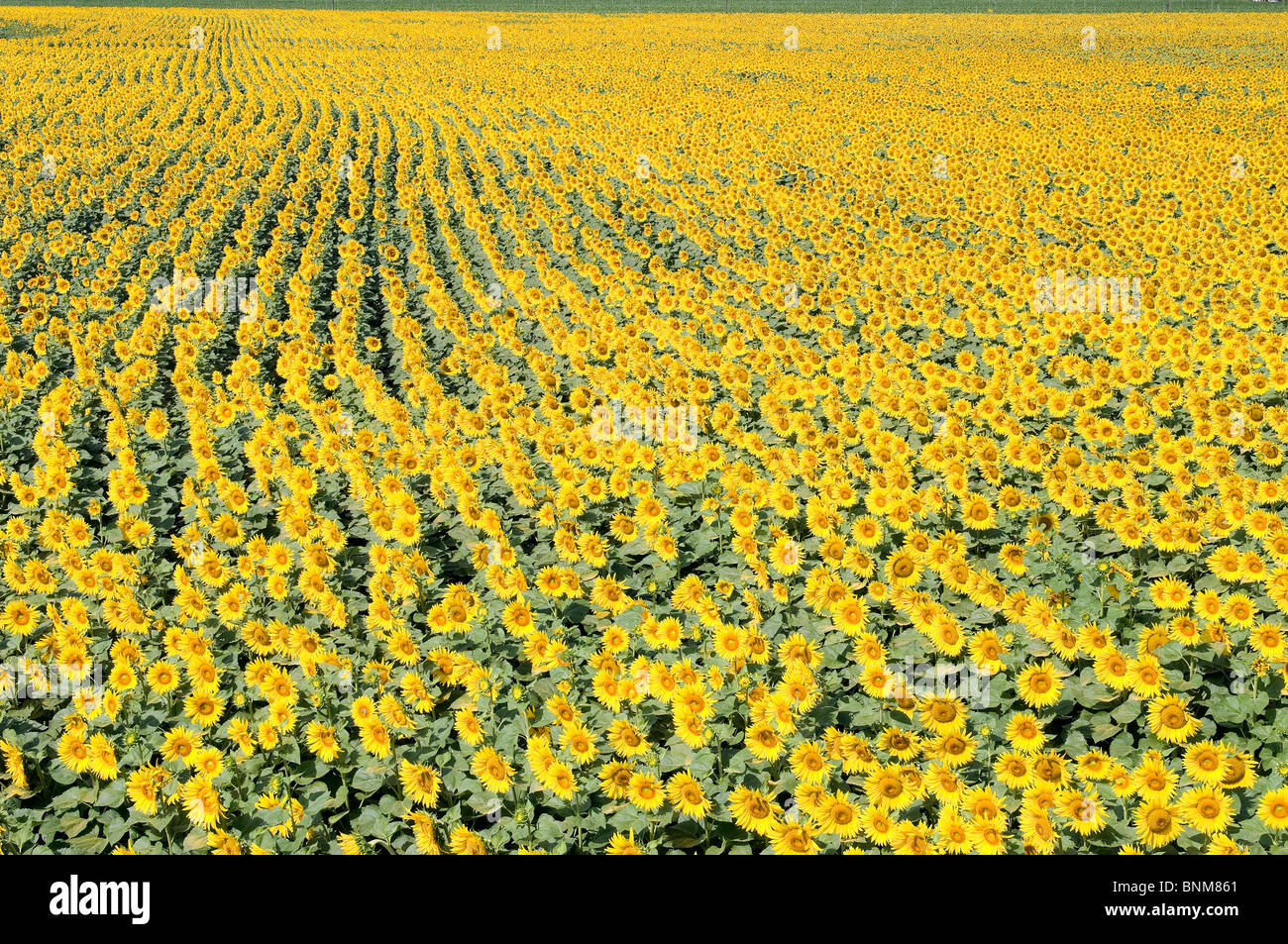 Paesaggio campo di girasoli molti fiori giallo natura piante Helianthus annuus l'agricoltura Foto Stock
