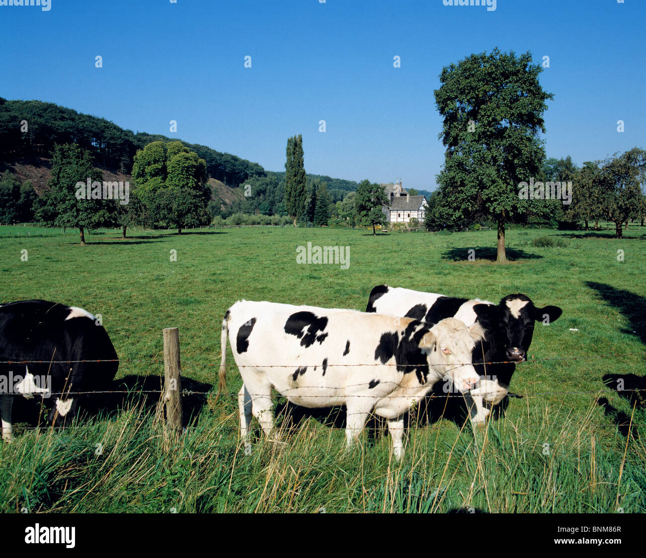 Germania Essen Ruhrgebiet Nordrhein-Westfalen NRW Kulturhauptstadt 2010 Essen-Kettwig Wiesenlandschaft Kuehe auf der Weide Foto Stock