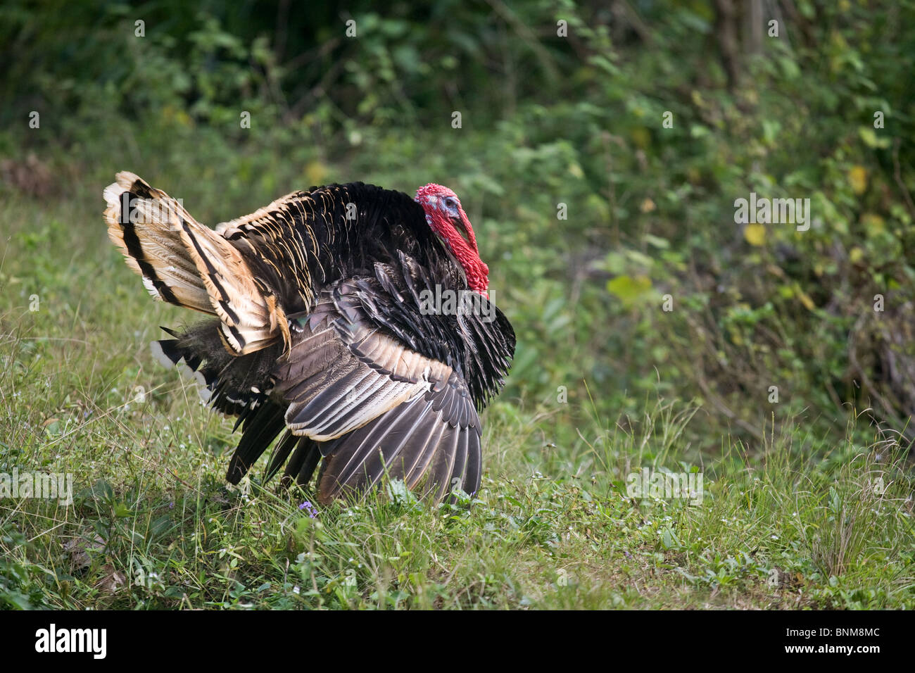 Domestico maschio della Turchia Foto Stock