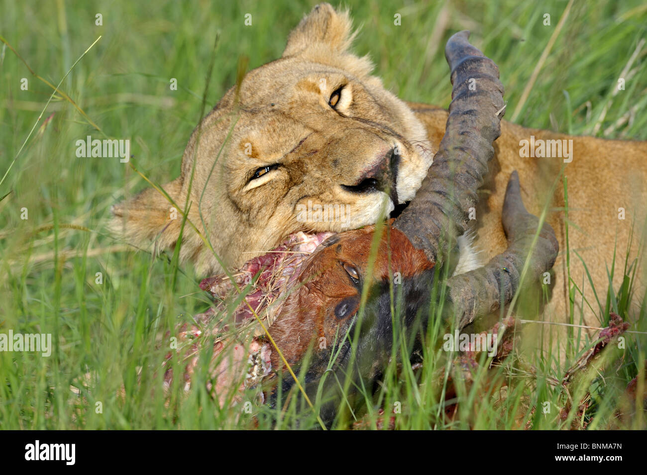 Leonessa a mangiare topi testa, Masai Mara riserva nazionale, Kenya Foto Stock