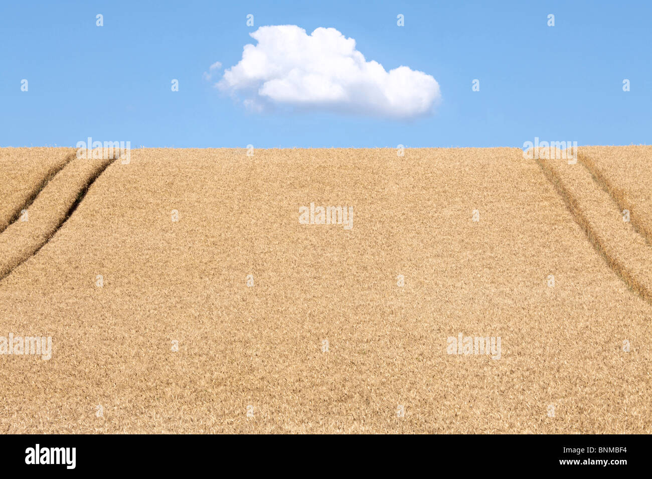 Un campo di grano Foto Stock