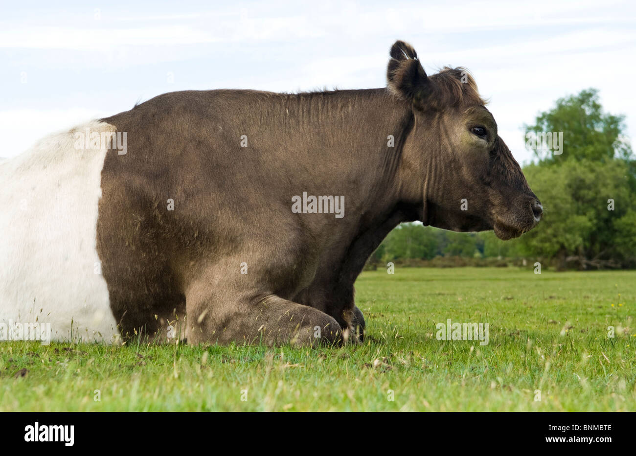 Una grande mucca che stabilisce in un campo Foto Stock