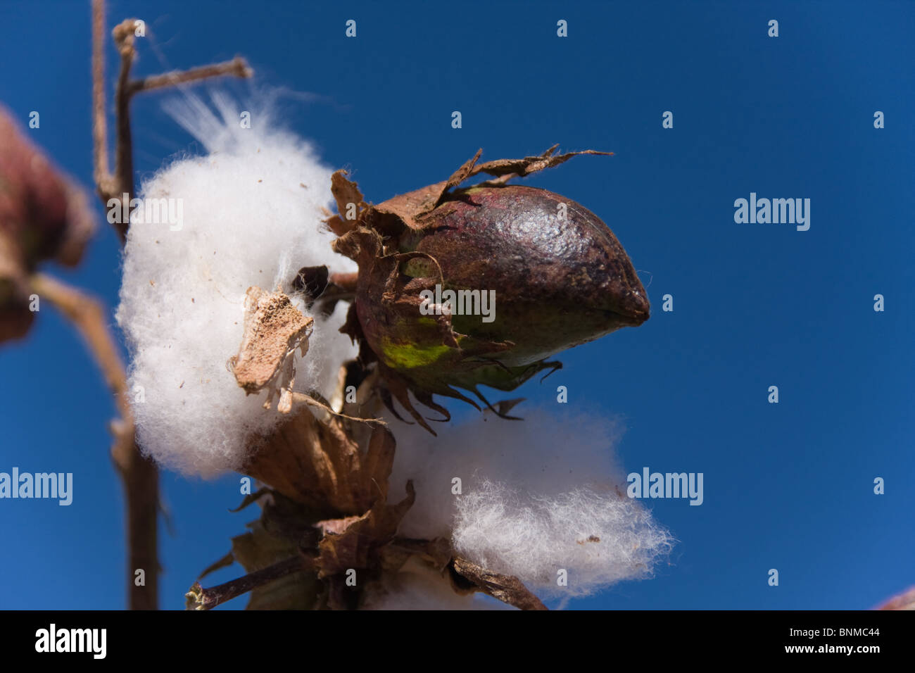 Pianta di cotone contro un profondo cielo blu. Foto Stock