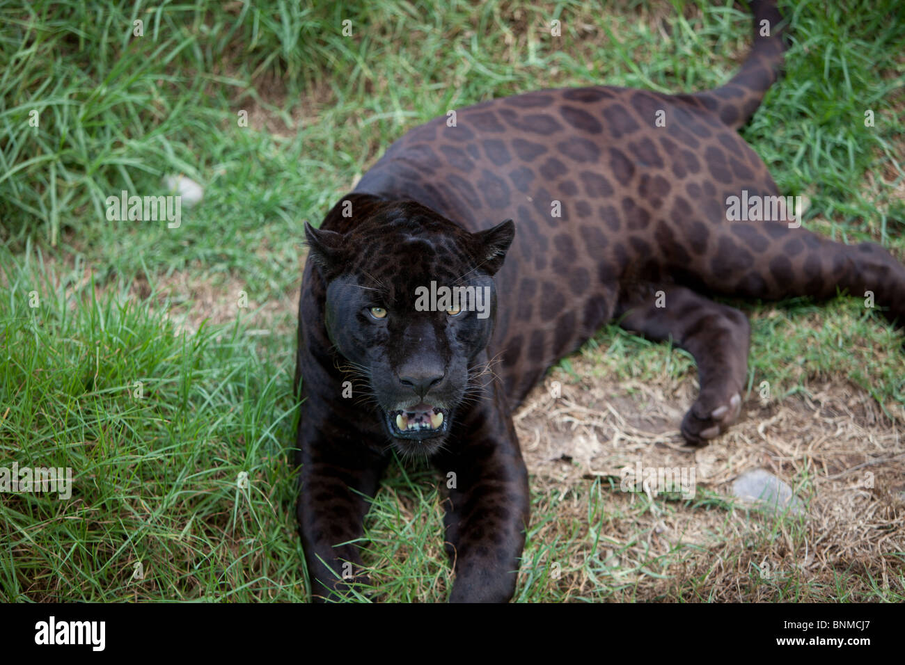 Peruviano Giaguaro Nero in Lima, Perù Zoo Foto Stock