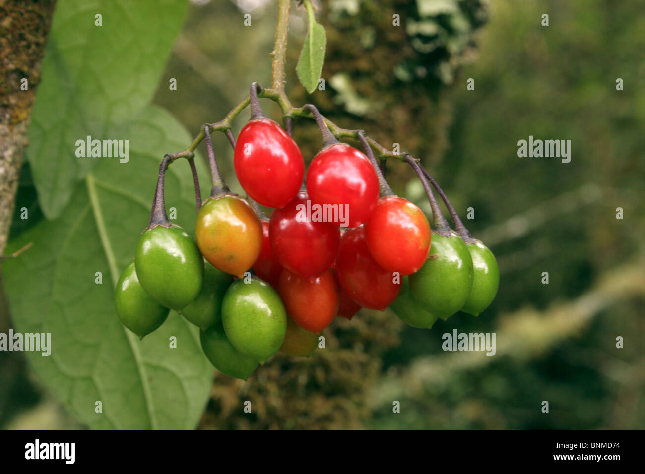 Agrodolce, Woody Nightshade (Solanum dulcamara) mostra verde, arancio e frutti rossi in vari stadi di maturazione, UK. Foto Stock