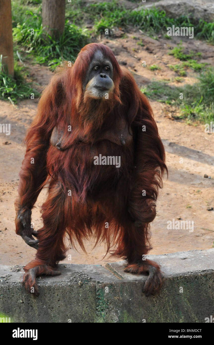 Orangutan, pongo pygmaeus in piedi - corpo pieno Foto Stock