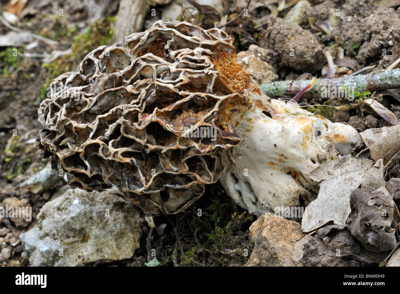 Comuni / morel morel giallo / vero / morel morel mushroom / spugna morel (Morchella esculenta) Foto Stock