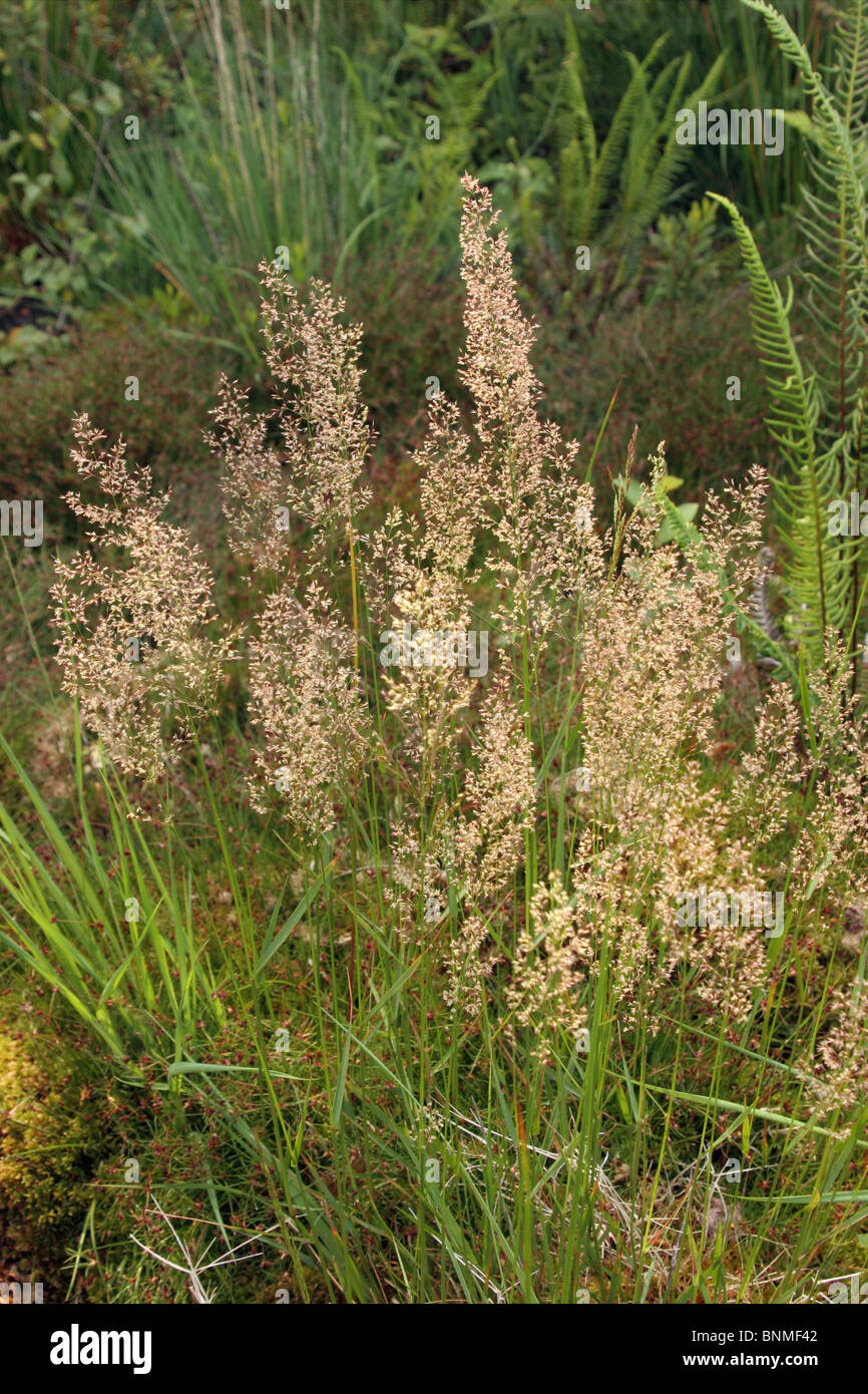 Per setole di erba piegata (Agrostis curtisii : Poaceae) sulla brughiera, UK. Foto Stock