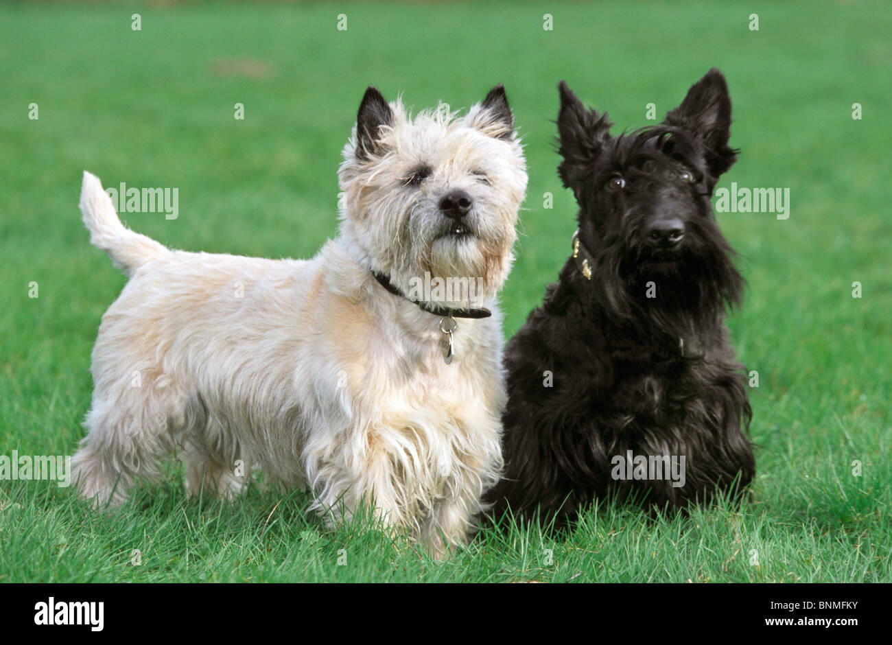 Cairn Terrier Scottish Terrier British cani terrier ritratto pet cane di razza hound fuori sull'erba Foto Stock