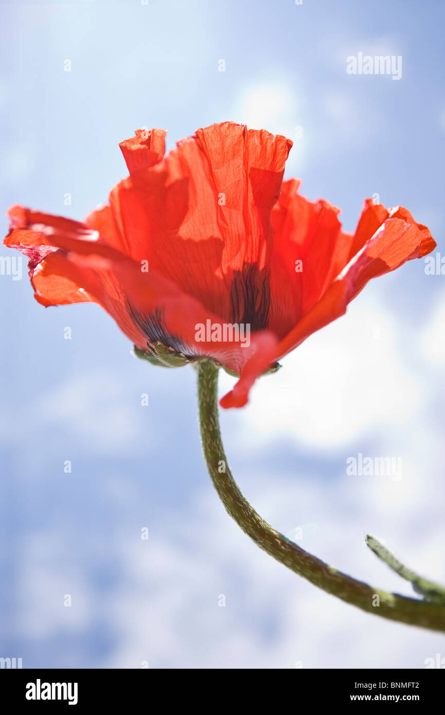 Un rosso papavero orientale fiore Foto Stock