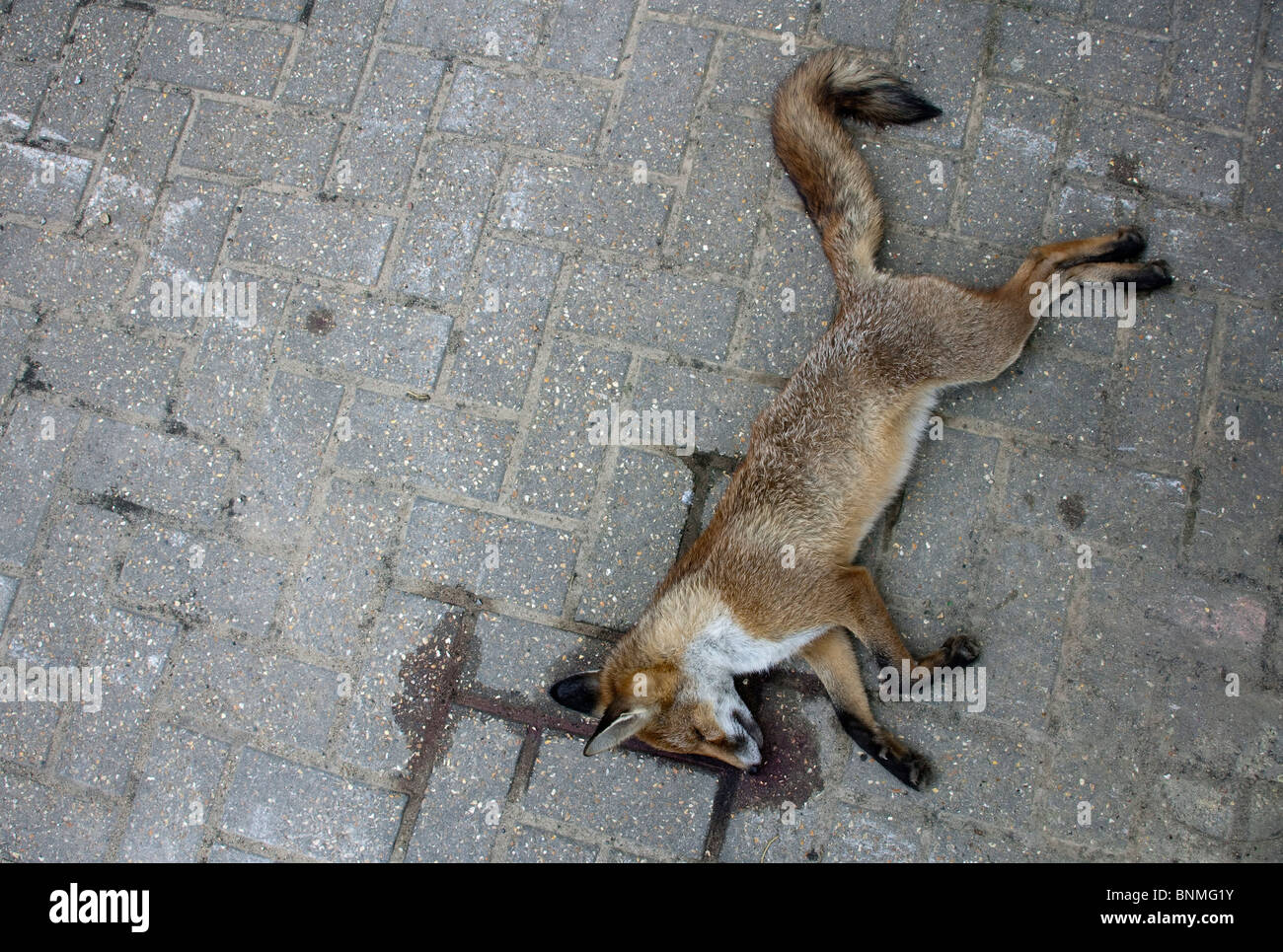 Un morto fox sul marciapiede in SW London Foto Stock