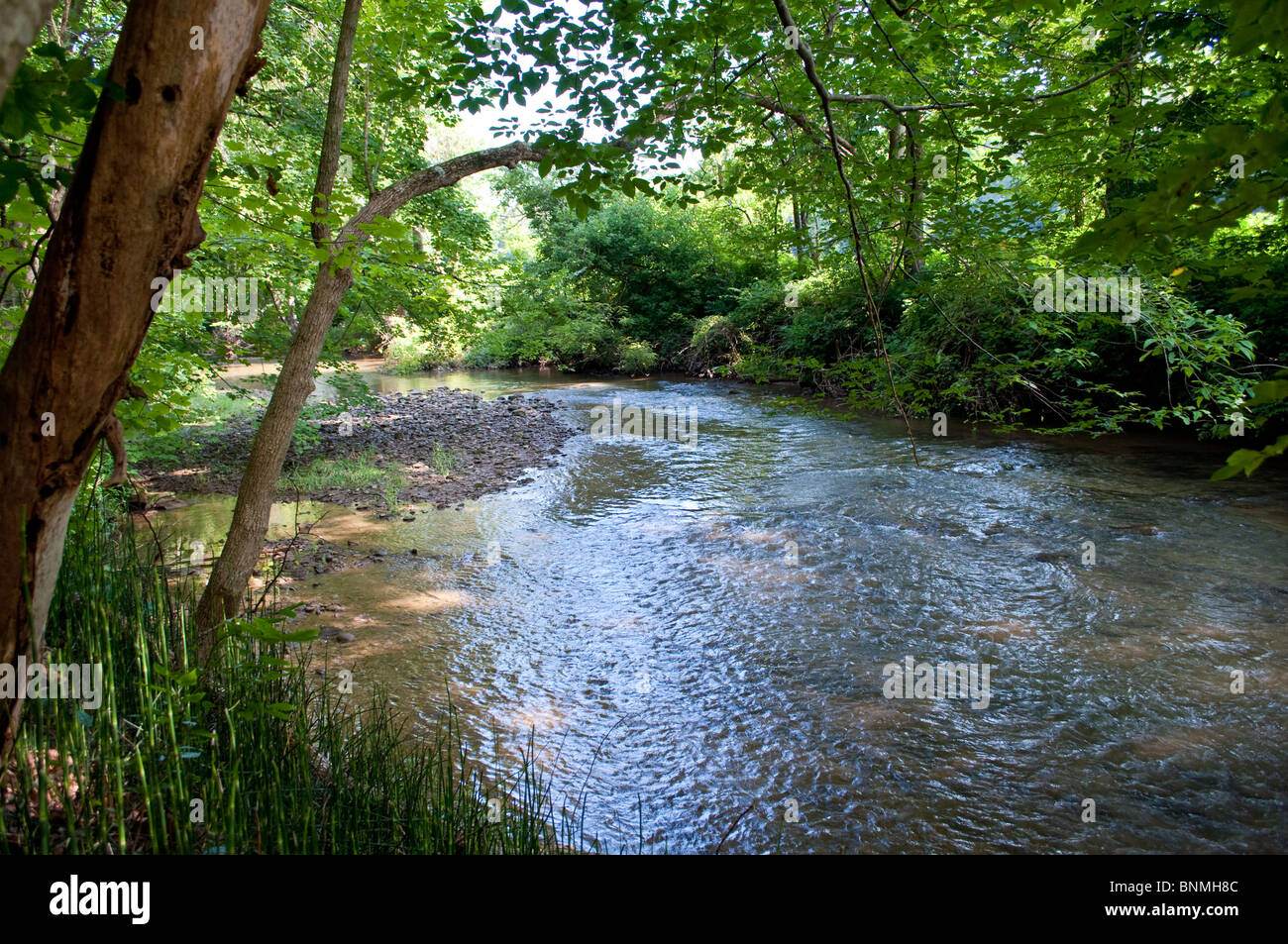 Raffreddare al creek ! Le calde giornate estive nascosto gli alberi. Foto Stock