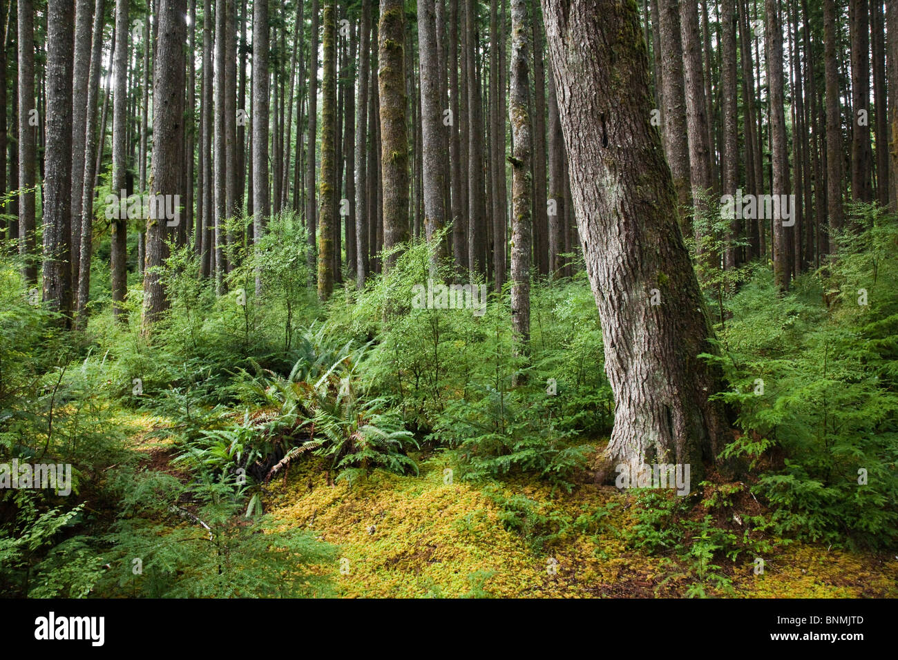 Coastal Rain Forest, l'isola di Vancouver, British Columbia, Canada Foto Stock