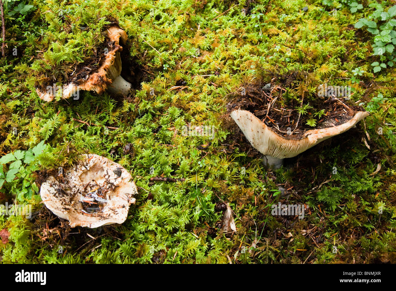 Funghi rottura attraverso il muschio della costiera rain forest floor, l'isola di Vancouver, British Columbia Foto Stock