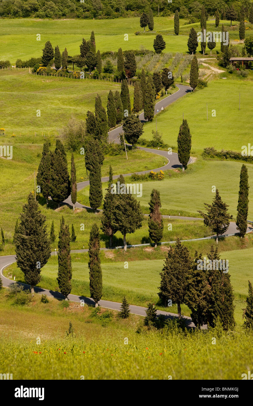 Cypress alberata switchbacks nei pressi di Monticchiello, Toscana Italia Foto Stock