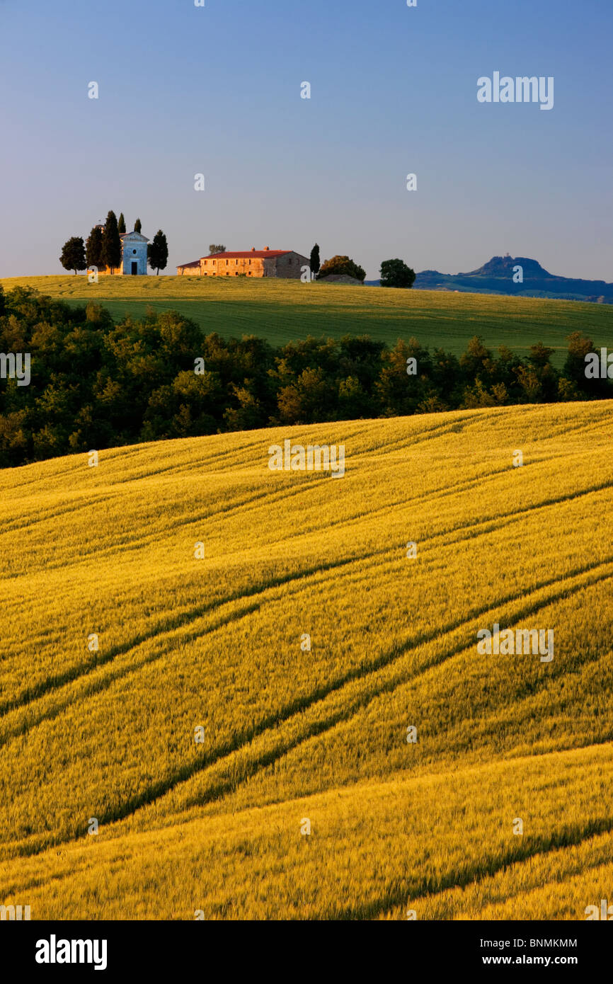 La mattina presto la luce solare sulla Cappella di Vitaleta e il rotolamento campi di grano della Toscana nei pressi di San Quirico d'Orcia, Italia Foto Stock