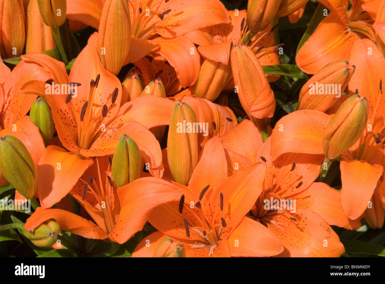 Un bouquet di Lilys Foto Stock