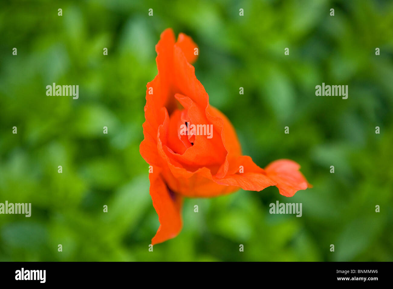 Un arancione orientali fiore di papavero circa per aprire Foto Stock
