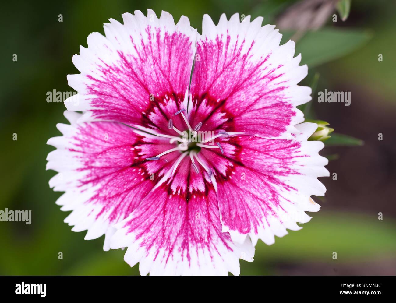 Dianthus è un genere di circa trecento specie di piante da fiore in famiglia Caryophyllaceae, Foto Stock