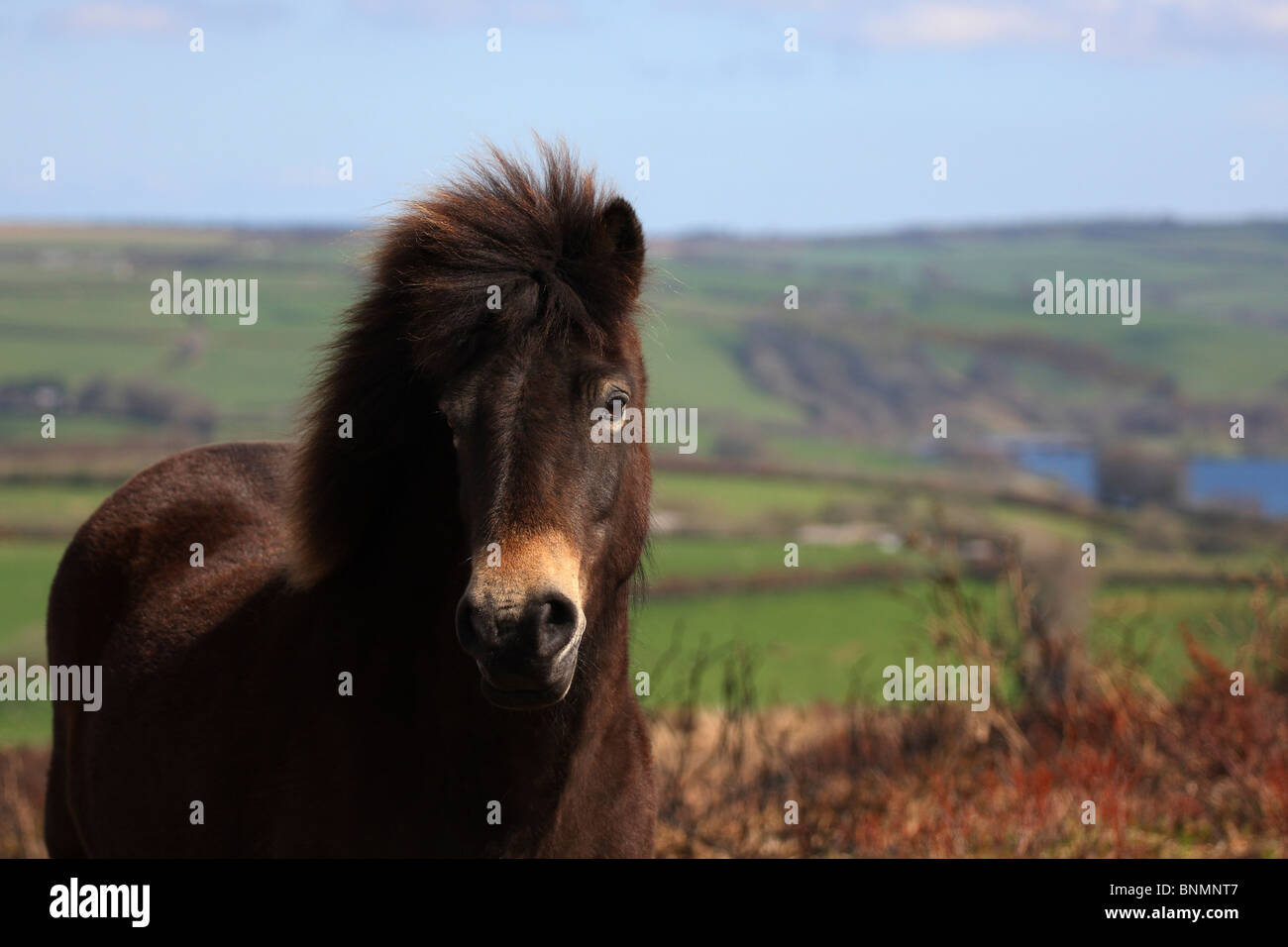 Pony Exmoor Foto Stock