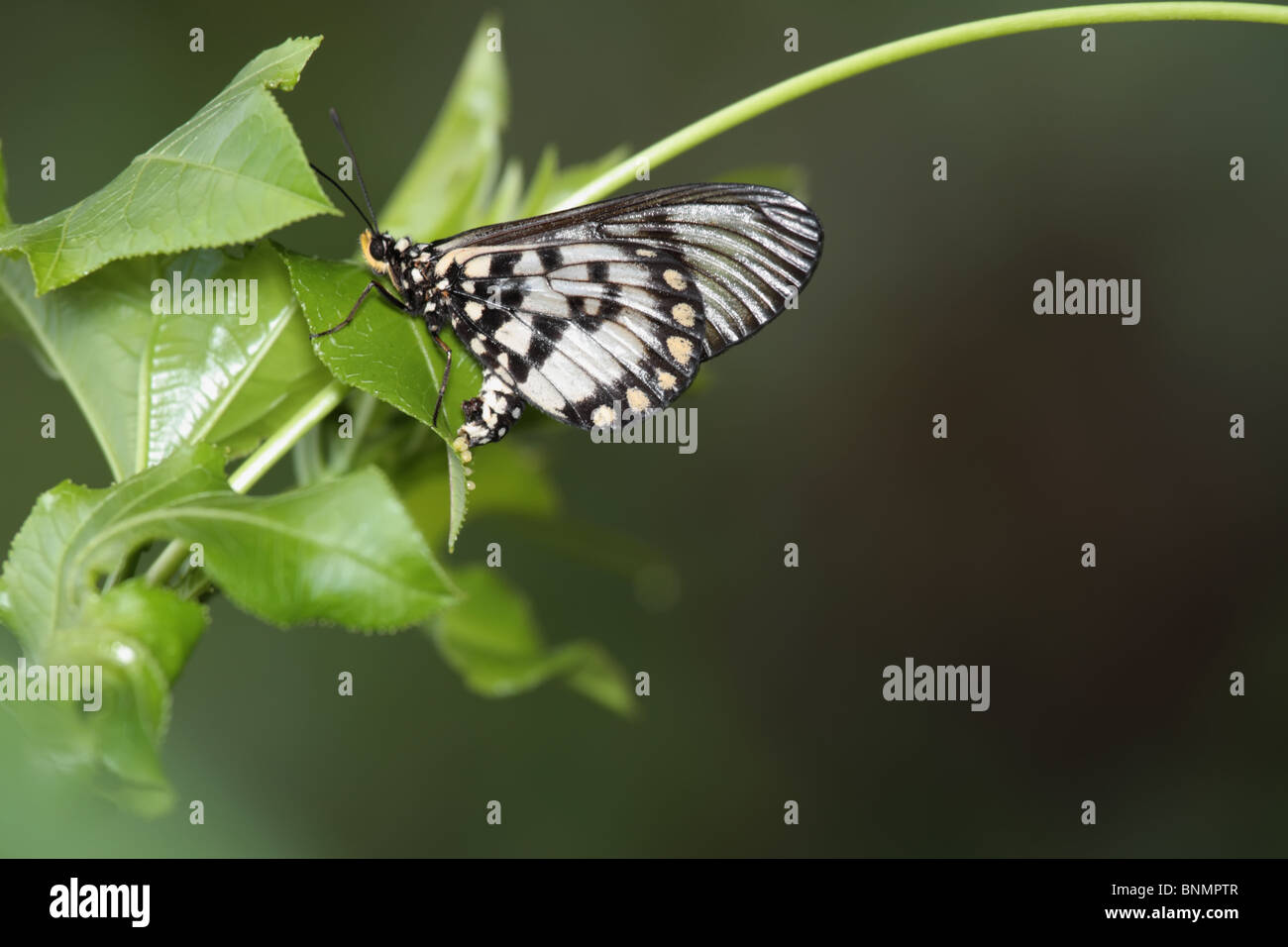 A farfalla per la deposizione delle uova Foto Stock