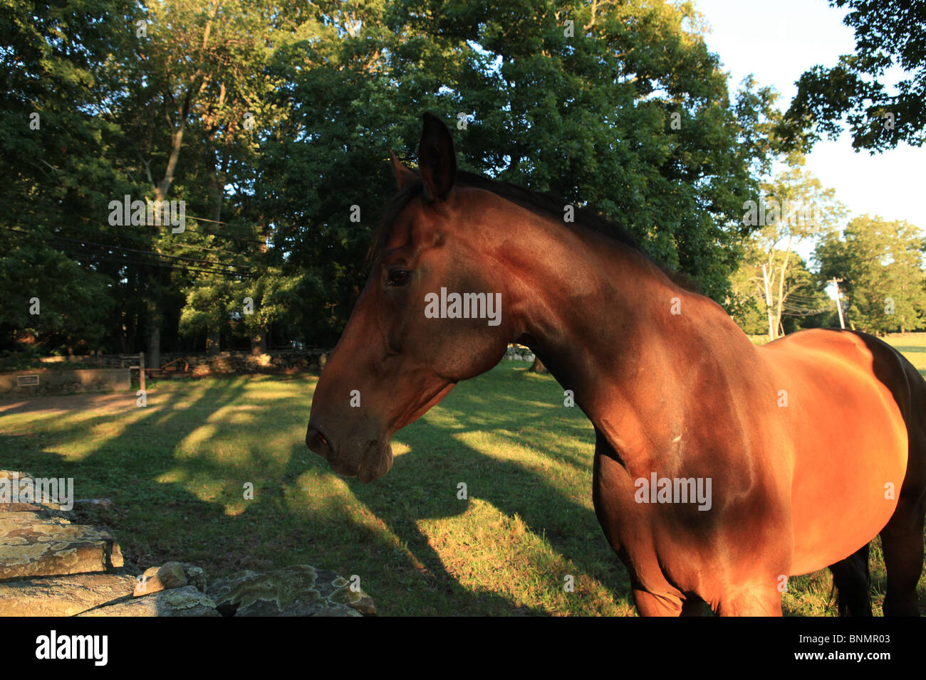 testa di cavallo Foto Stock