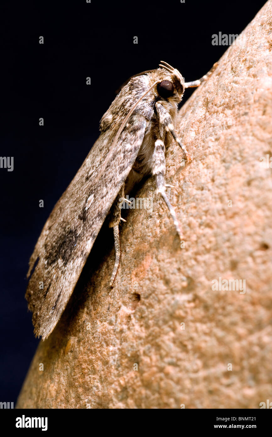 Close-up di rame Underwing Moth - Brevard, North Carolina, STATI UNITI D'AMERICA Foto Stock