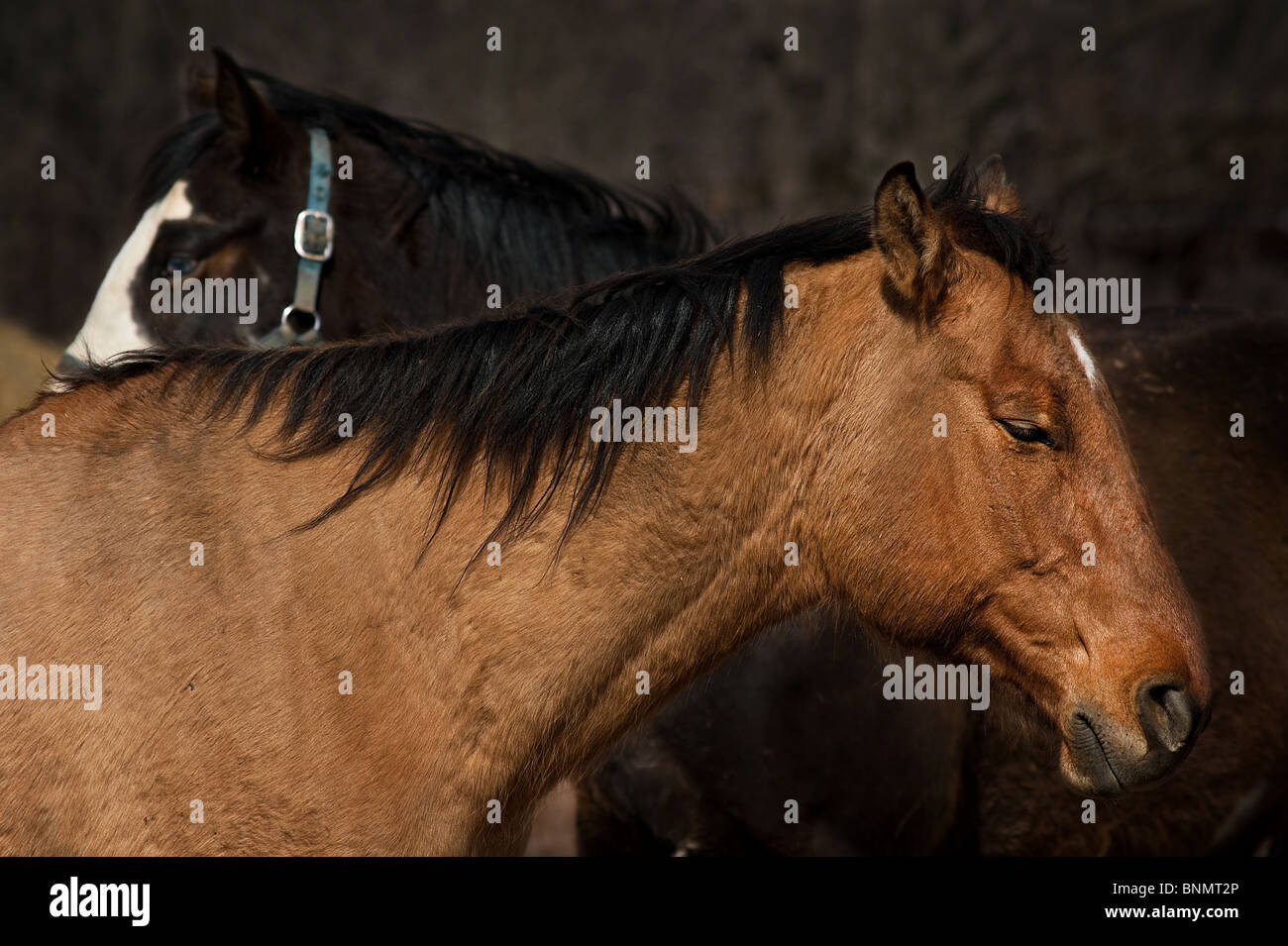Due cavalli che si trova di fronte all'altro. Foto Stock