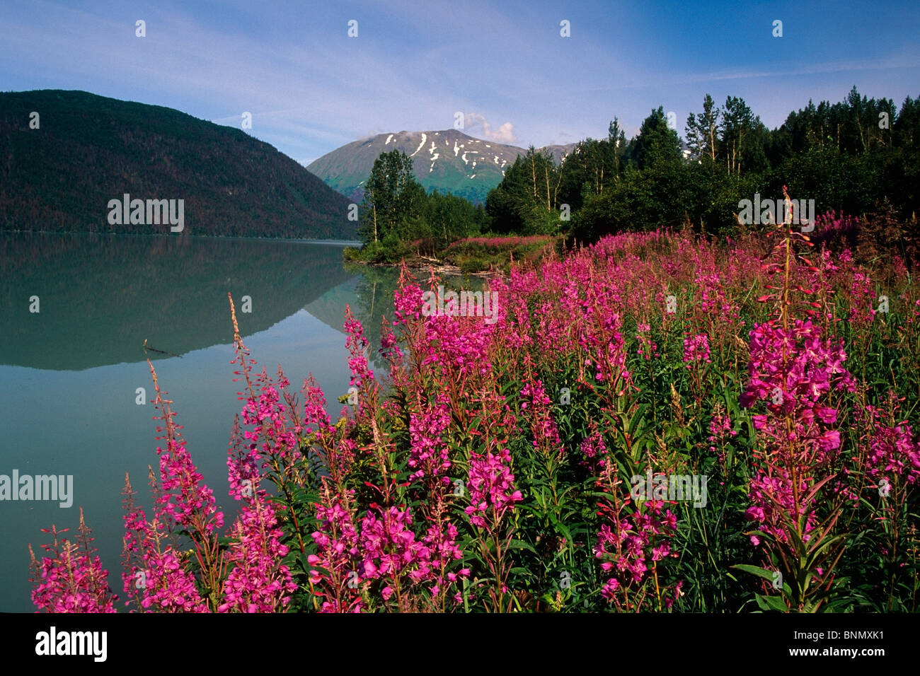 Fireweed lungo la riva del lago Kenai estate KP Alaska Foto Stock