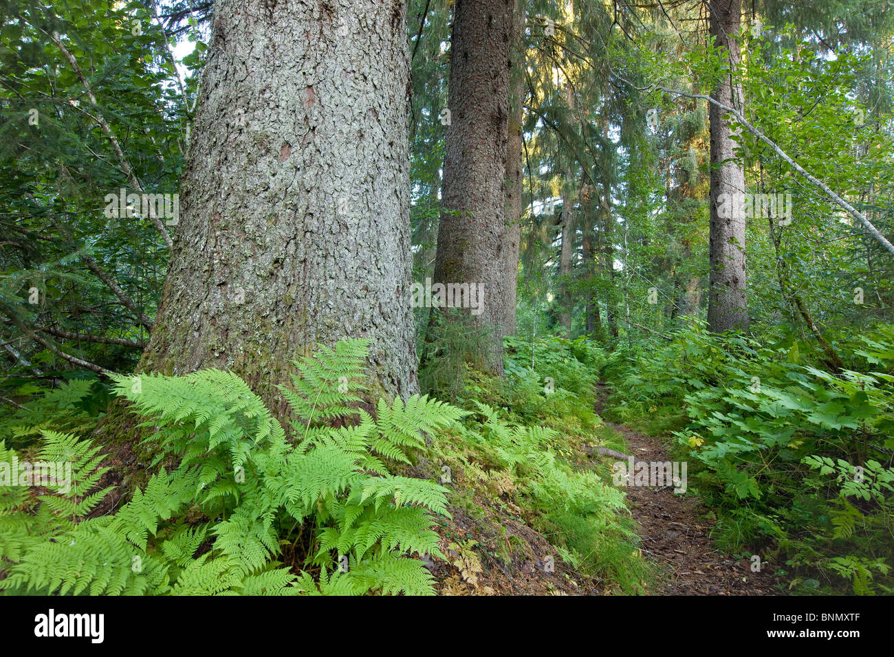 Il sentiero conduce attraverso i vecchi alberi di crescita in Alaska's Tongass National Forest, Alaska. Foto Stock