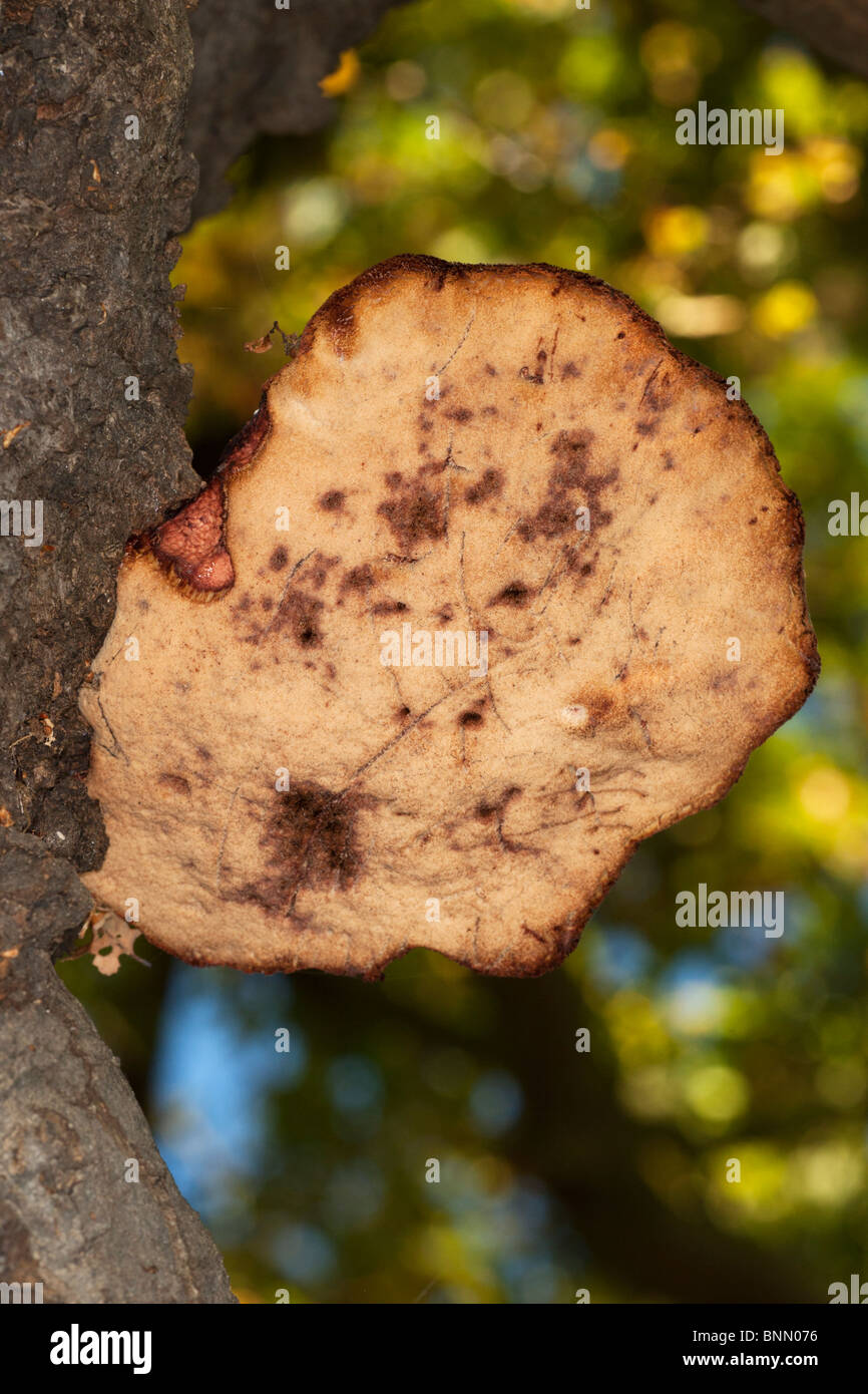 Il lato inferiore della bistecca di manzo funghi che crescono su albero di quercia Foto Stock