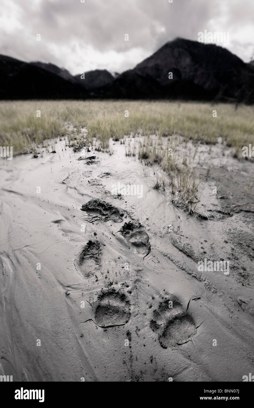 Orso bruno le vie conducono attraverso un deposito di limo glaciale in snellisce River Valley, Parco Nazionale Kluane, Yukon, Canada. Foto Stock