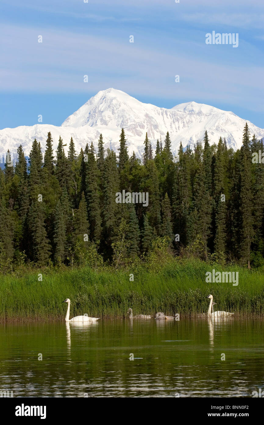 Coppia di Trumpeter swans con cygnets Byers sul lago con Denali in background Estate Alaska Foto Stock