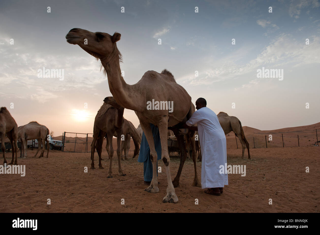 Arabian dromedario cammelli (camelus dromedarius) nella sabbia del deserto degli Emirati Arabi Uniti è munto dal suo herder Foto Stock