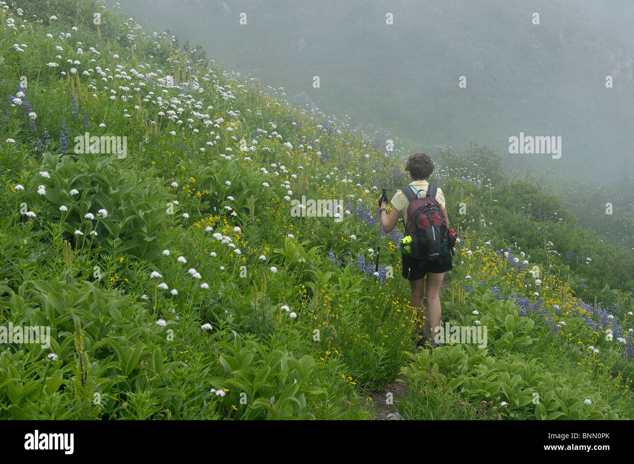 Gli escursionisti di montagna fiori di prato Monogram Lago Lookout Mountain Trail Parco Nazionale delle Cascate del Nord Stati Uniti di Washington prato Foto Stock