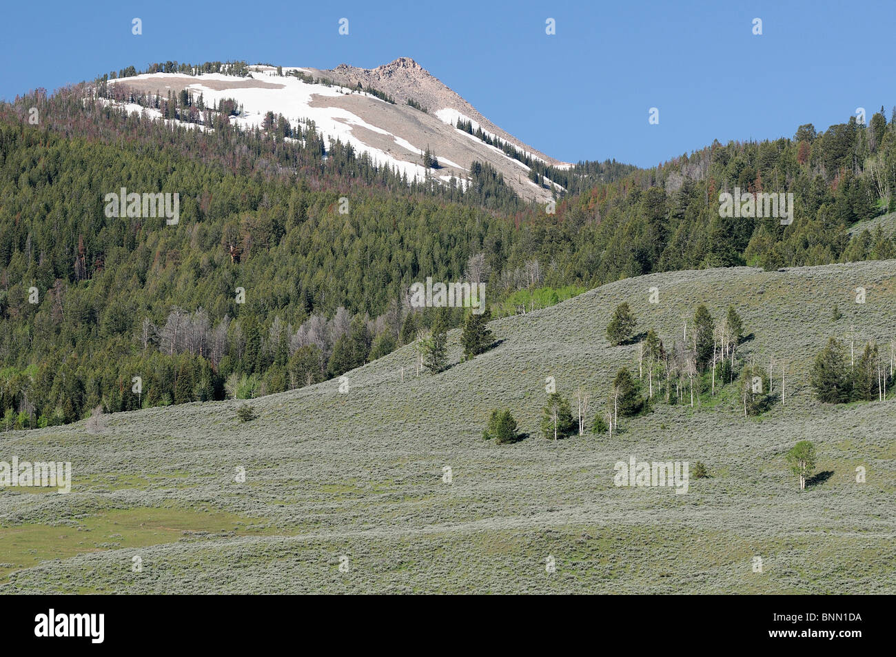 Prati Forest Hills Red Rock Ranch Guest Ranch Kelly Wyoming USA Foto Stock