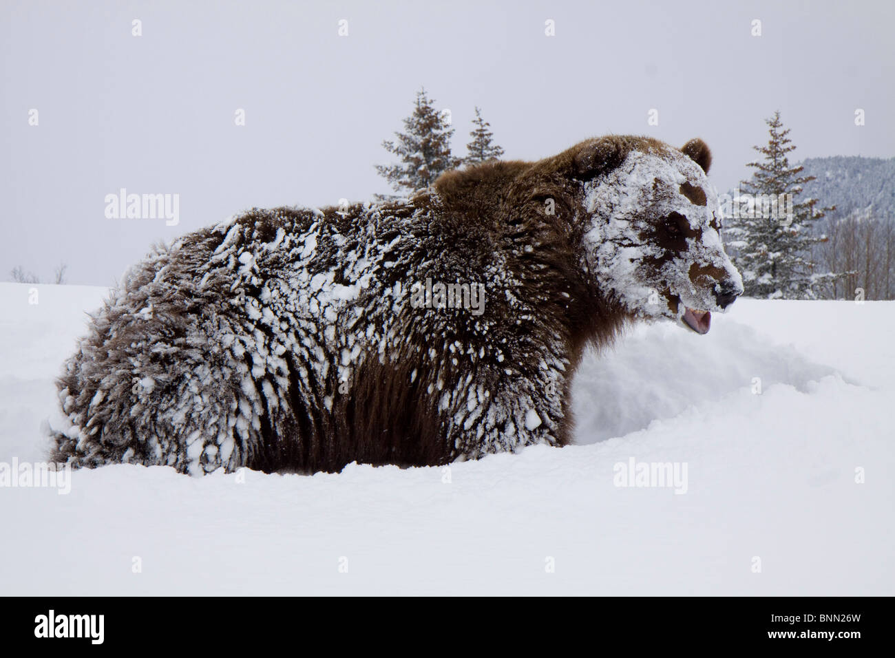 CAPTIVE: Grizzly si erge sulle zampe posteriori durante l inverno al Alaska Wildlife Conservation Centre, Alaska Foto Stock