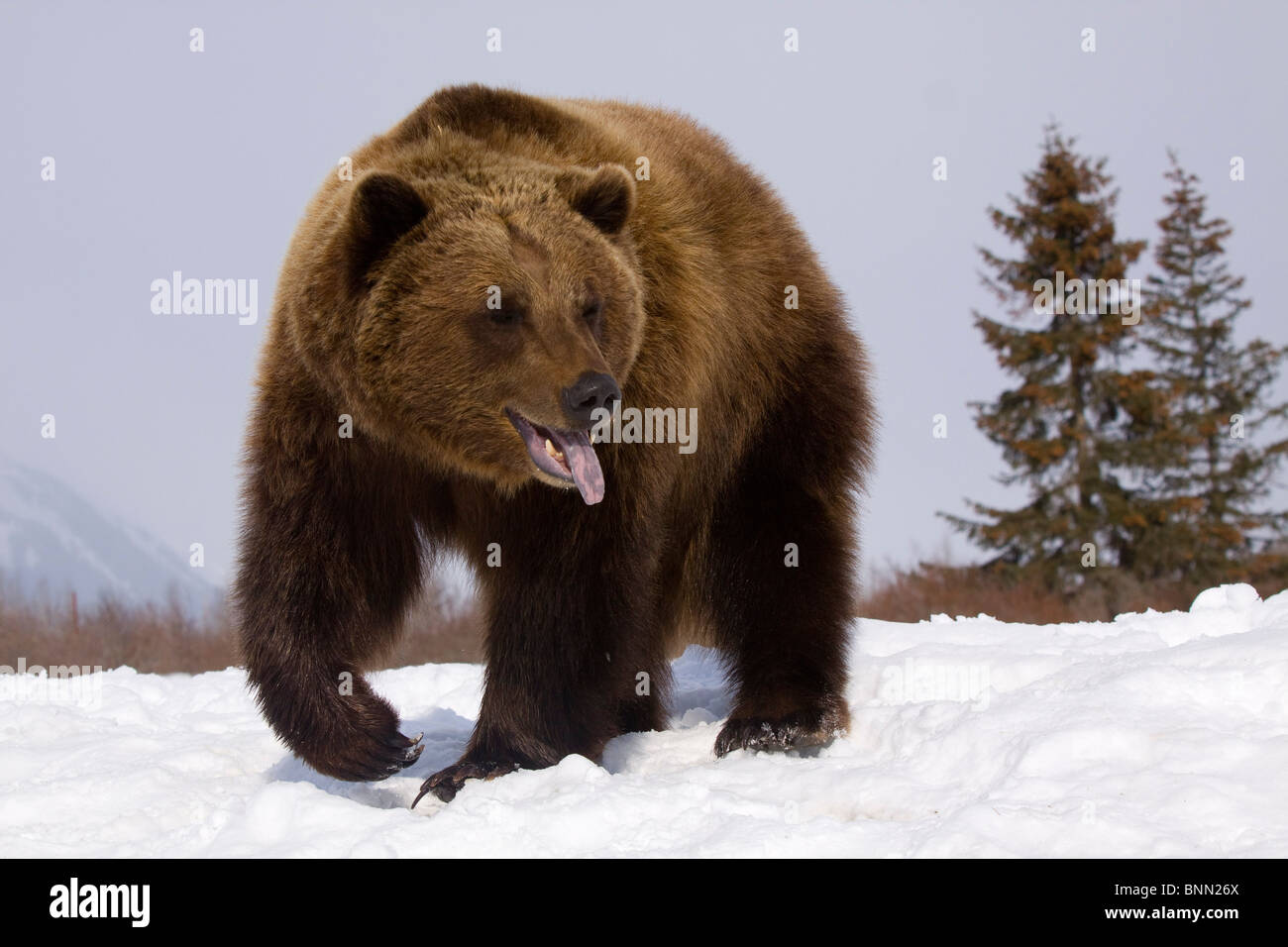 CAPTIVE: Grizzly sorge sulla neve durante l'inverno in Alaska Wildlife Conservation Centre, Alaska Foto Stock