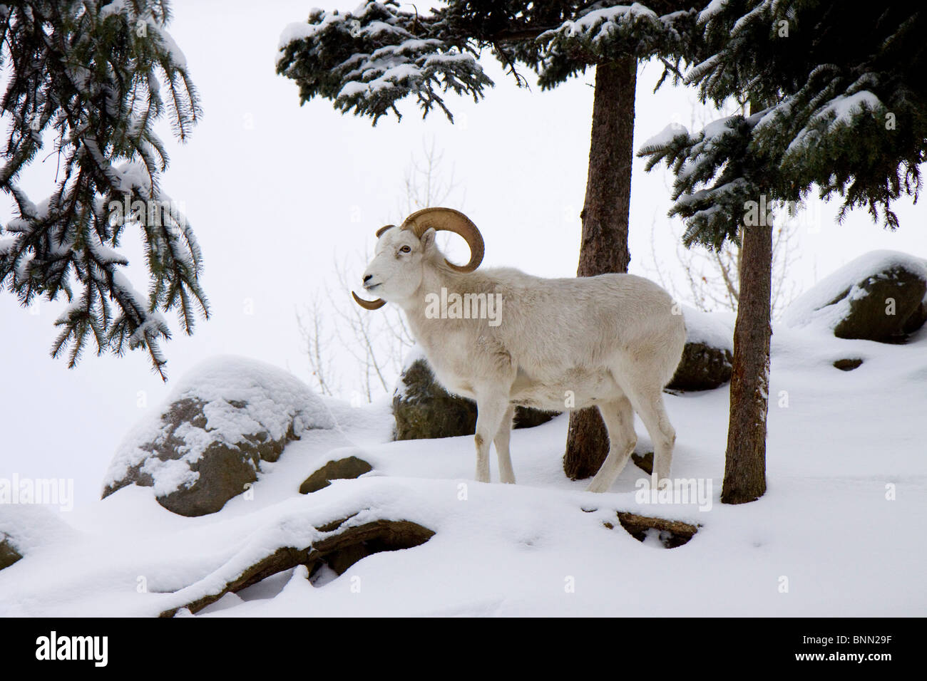 CAPTIVE: dallâ ram di Pecora in piedi nella neve profonda in Alaska Zoo, Alaska Foto Stock