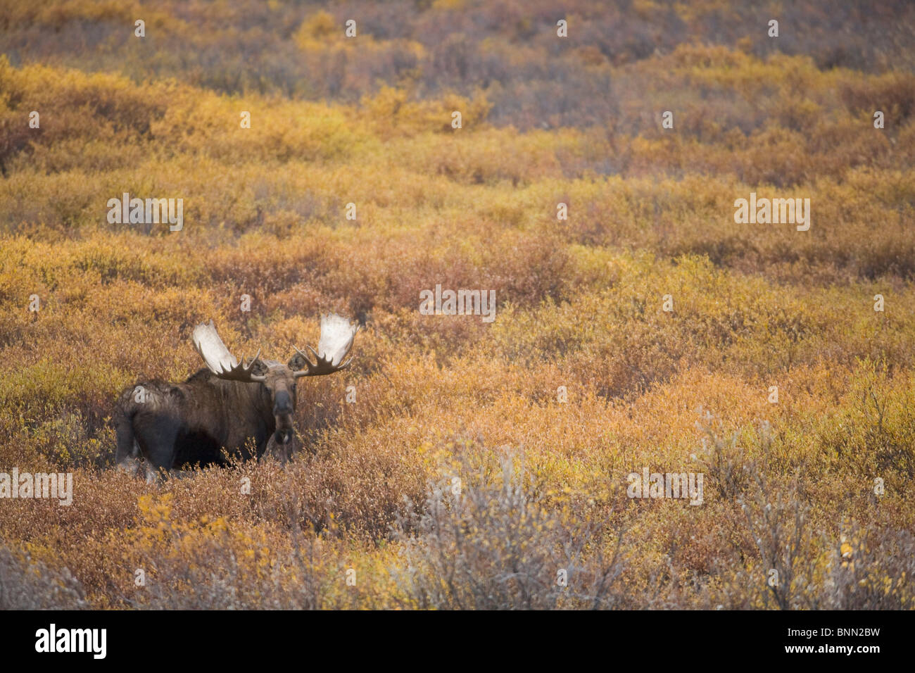 Bull alci in piedi di willow durante il picco di colori autunnali nel Parco Nazionale di Denali, Alaska Foto Stock