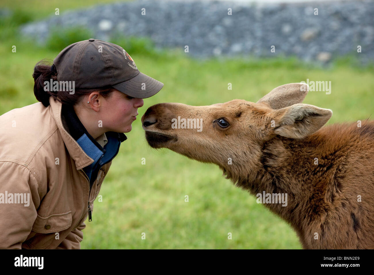 Un tirocinante presso l'Alaska Wildlife Conservation Centre e un vitello di alci che interagiscono in Alaska, durante la stagione estiva Foto Stock