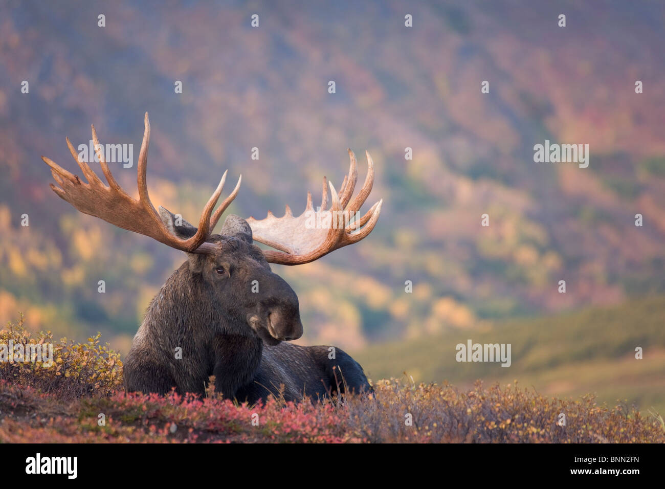 Bull moose bedded verso il basso durante l'autunno, Powerline Pass, Chugach State Park, Chugach Mountains, Alaska Foto Stock