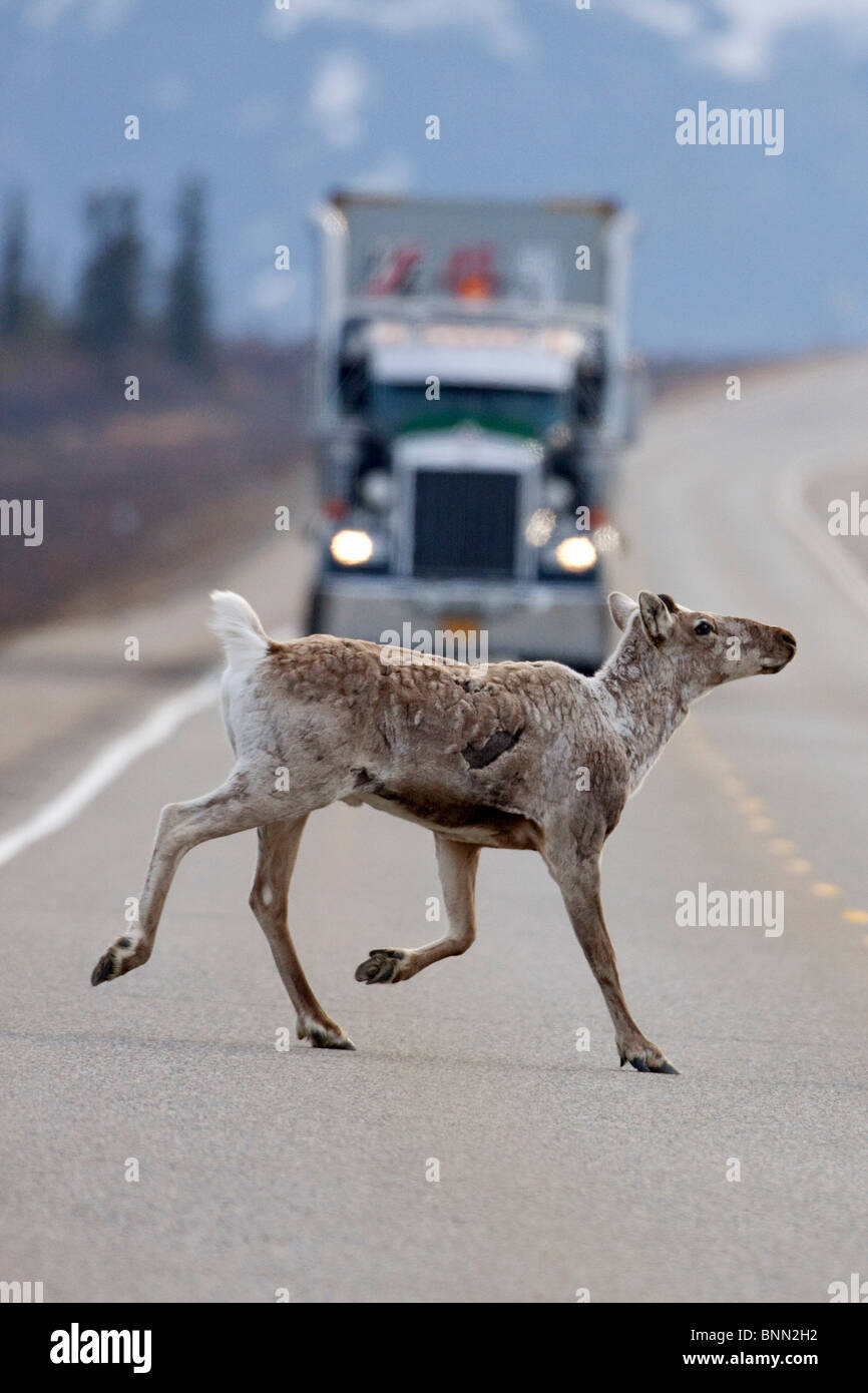 Caribou crossing autostrada con quando si incrociano altri semi-camion vicino Cantwell in Alaska durante la primavera Foto Stock